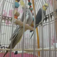 عروس هلندی|پرنده|تبریز, |دیوار