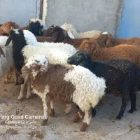 کاور ما|حیوانات مزرعه|کوزران, |دیوار