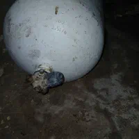 کپسول گاز  CNG با شاسی