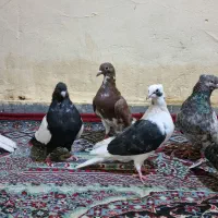 کفتر برا پرودن|پرنده|خرمشهر, |دیوار