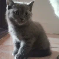 بچه گربه اسکاتیش بلو آنفولد