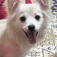 پامر اشپیتز روباهی ماده