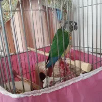 طوطی گرینجیک هفت رنگ سخنگو معاوضه با ژرمن|پرنده|مینودشت, |دیوار