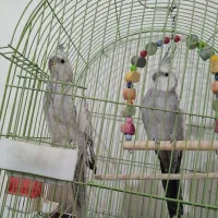 عروس هلندی|پرنده|پیرانشهر, |دیوار