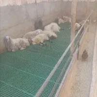 بره نر جوان جهت نذر و عقیقه و داشتی|حیوانات مزرعه|اشکذر, |دیوار