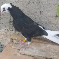 کفتر جوجه پیدا شده