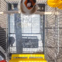 سهره زاده قفس