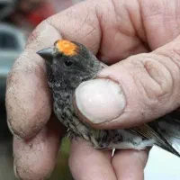 سهره گلبسر و قناری سرخ|پرنده|اصفهان, شهرک صنعتی جی|دیوار