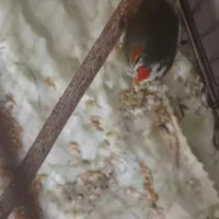 یک عدد فنچ نر