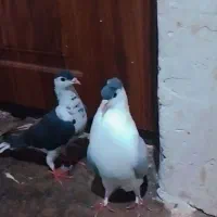 کفتر|پرنده|دلند, |دیوار