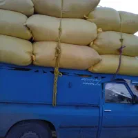 کاه گندم جو و عدس