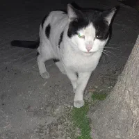گربه سفید و سیاه با قلاده دور گردنش پیدا شده