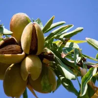 تولید نهال بادام حریر به قیمت ۵۰ ت|خدمات باغبانی و درختکاری|بناب, |دیوار