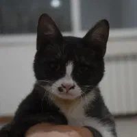 توله گربه سه ماهه واگزاری به خانواده متعهد