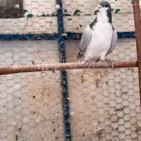 کبوتر کفتر دمگیر