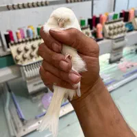 قناری کرست رسمی بلند|پرنده|تهران, خاوران|دیوار