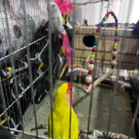 جفت طوطی کوتوله رنگ خاص مولد کار داده باقفس و لونه|پرنده|هشتگرد, شهرک ایران خودرو|دیوار