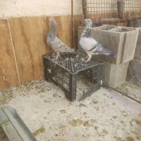 نر بزک سبز ماده سرور ماده قهوه‌ای