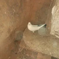 دم صحرایی نر چشم تابه تا|پرنده|همدان, |دیوار