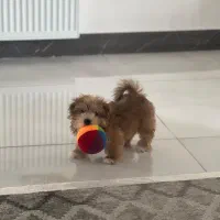 سگ شیتزو نر ۳ماهه