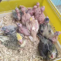 عروس هلندی سرلاکی