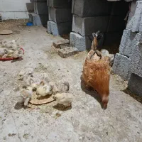 مرغ‌وجوجه‌برهما