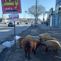 دام زنده مغانی وافشاری