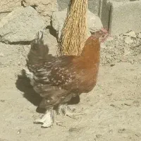 مرغ خروس دیلگونی