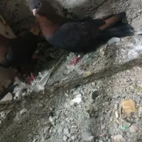 تیدی|پرنده|کهنوج, |دیوار