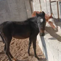 تعداد هشت اسب