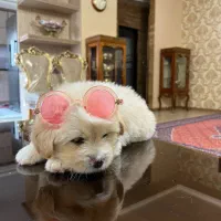 سگ پودل کراس ۲ ماهه|سگ|اردبیل, |دیوار