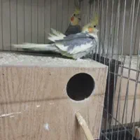 ۳ جفت عروس هلندی و قفس بزرگ|پرنده|اصفهان, خانه اصفهان|دیوار