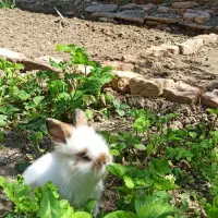 خرگوش دو ماهه لوپ هلندی