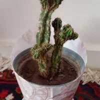 گل ستاره دریایی و گل صخره ای|گل و گیاه طبیعی|آذرشهر, |دیوار