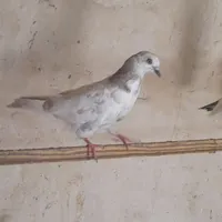 جوجه کبوتر|پرنده|محمدشهر, |دیوار
