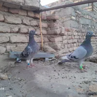مجسمه