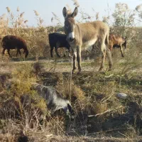 با سلام  کره  نر فروشی یک ساله قیمت توافقی