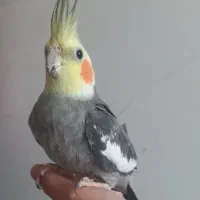 عروس هلندی نر