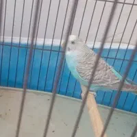 مرغ عشق