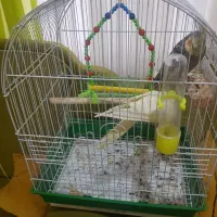 یک جفت طوطی عروس هلندی