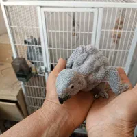 جوجه کاسکو طوطی|پرنده|نقده, |دیوار