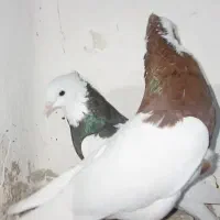 طوقی نر و ماده