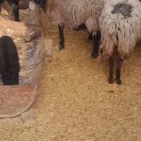 کود گوسفندی خشک پوسیده