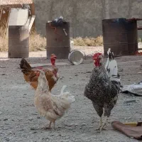 خروس چهل تاج ومرغ گردن لخت ومرغ محلی