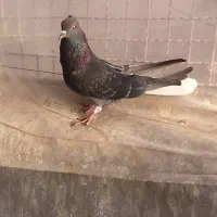 کبوتر اصفهانی دمسفید نر ۱۴ دم