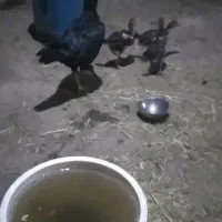 لاری با ۳ جوجه