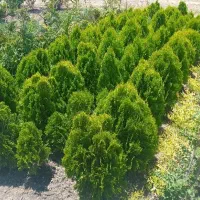 استخدام نیروی خرید آقا،حوزه گیاهان زینتی