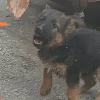 توله سگ ژرمن اصیل|سگ|اصفهان, قهاب جنوبی|دیوار