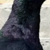 گمشده