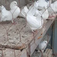 کبوتر دم چتری سفید مور